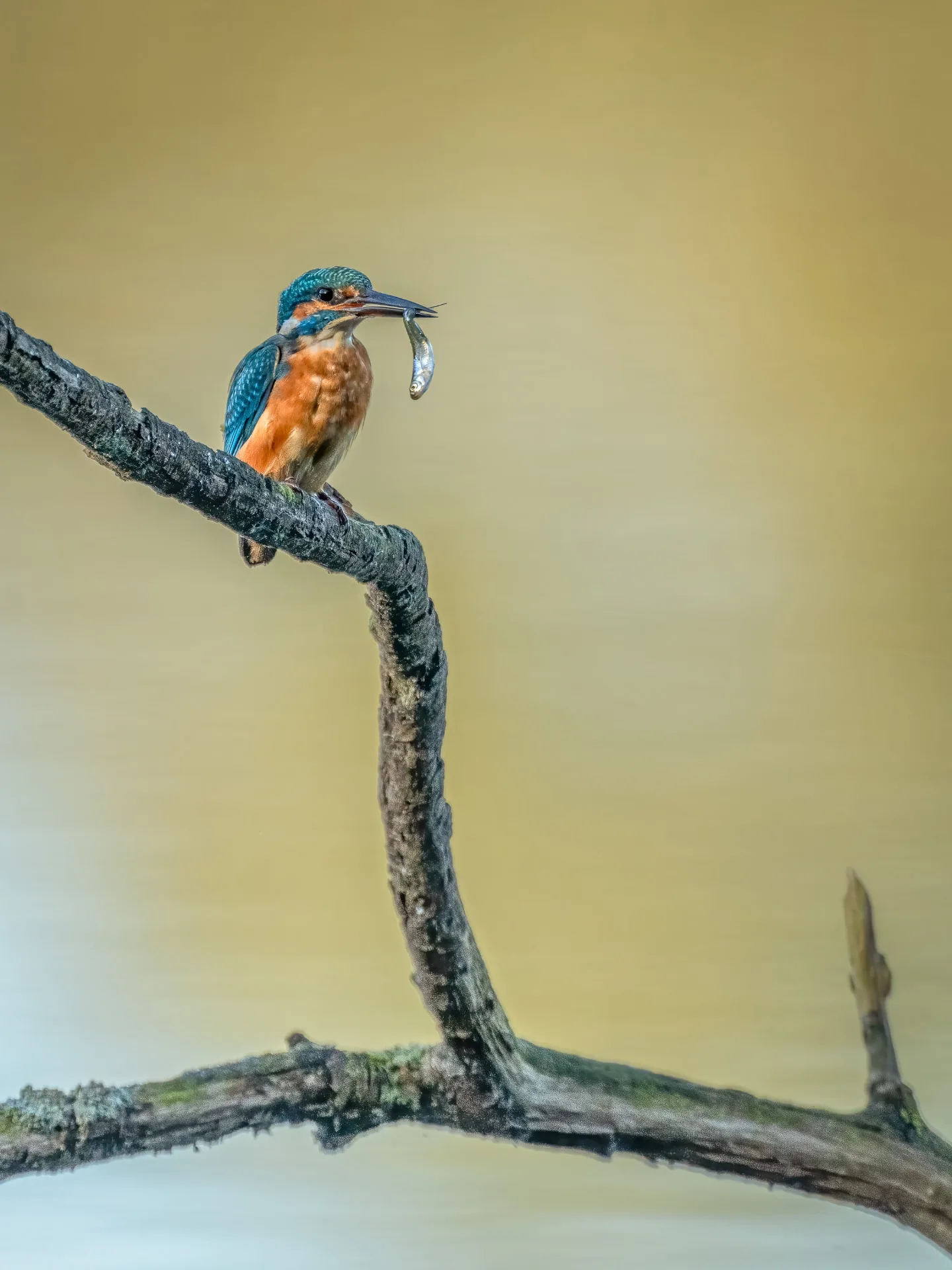 Kingfisher on a branch with a freshly caught fish in its beak