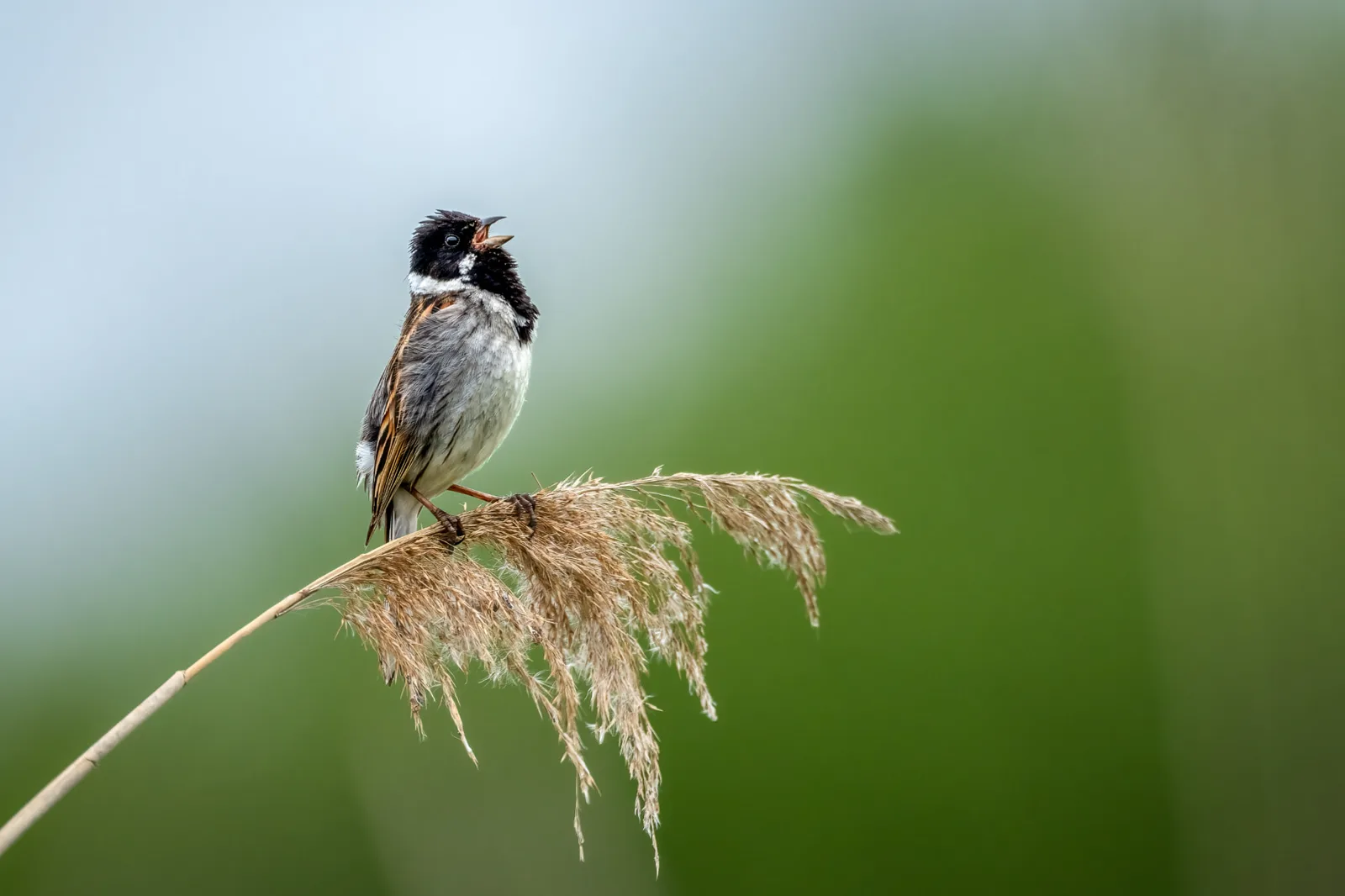 Singing reed bunting on a reed seed head