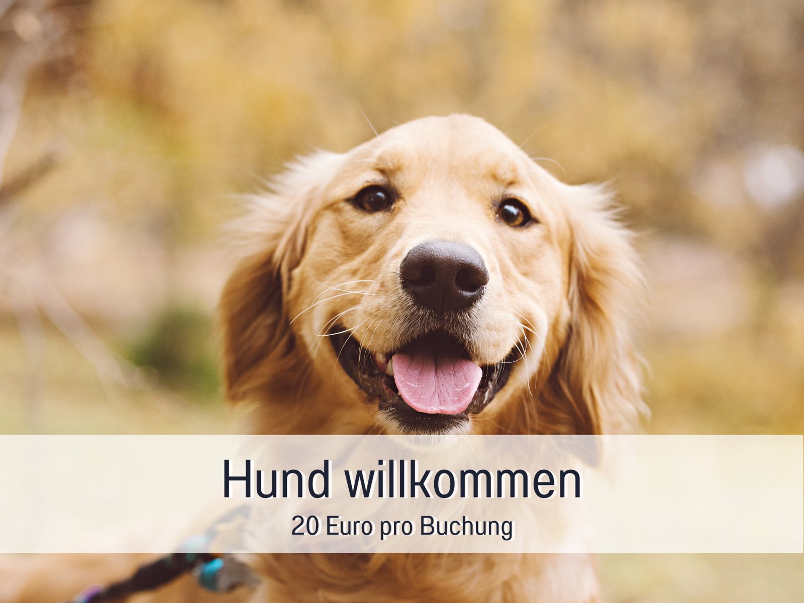 Dogs welcome
