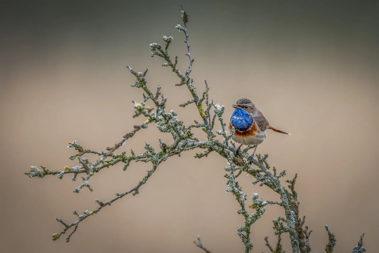 Bluethroat on a lichen-covered branch