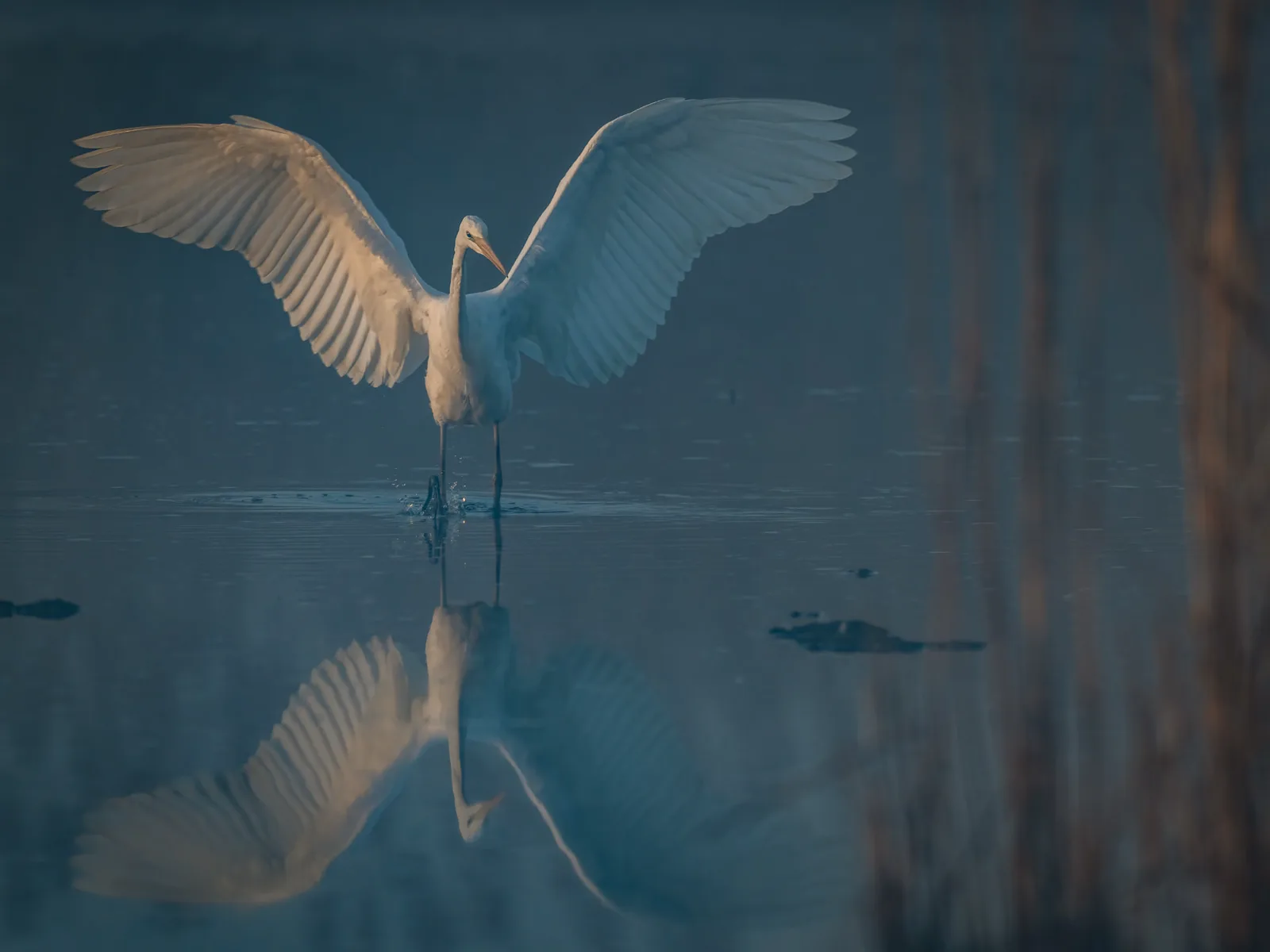Great white egret landing in the water with wings spread