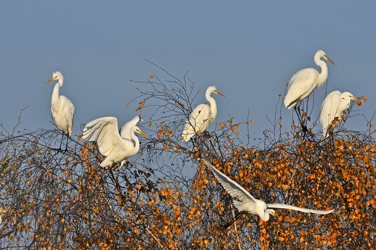 Great white egret perched in trees with autumn foliage