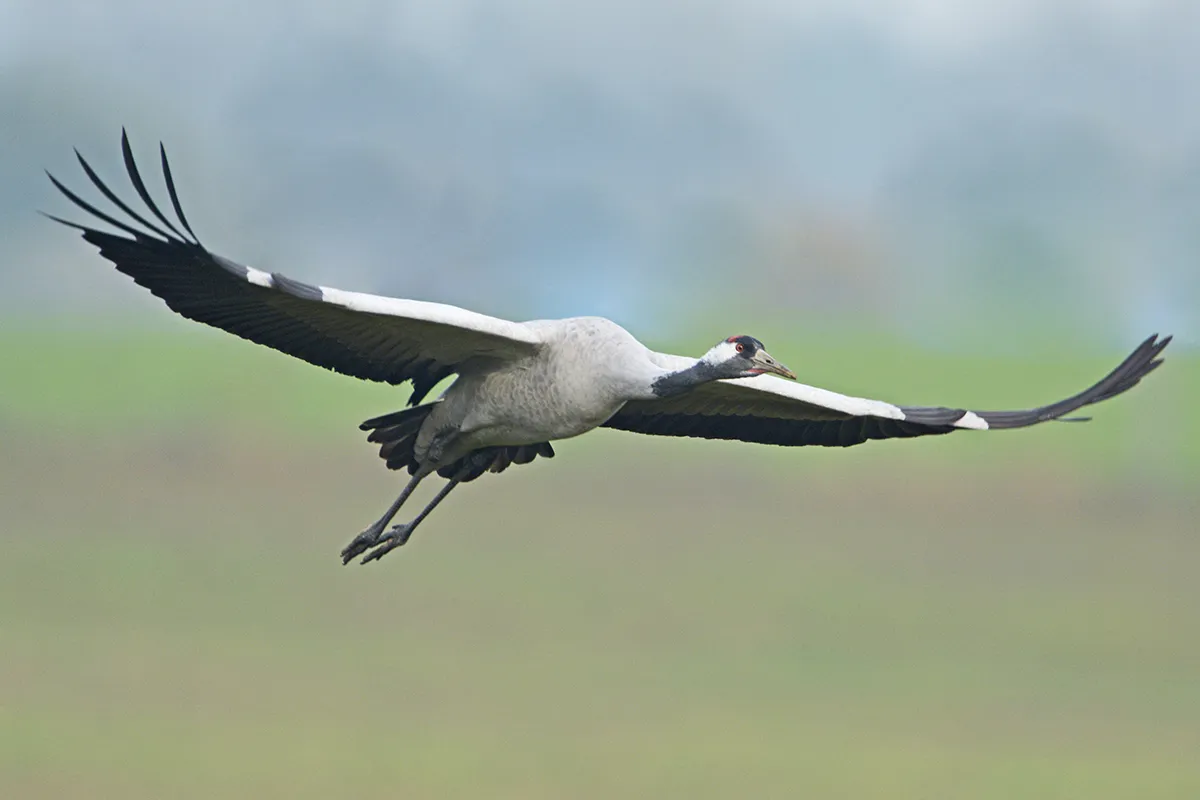 Fliegender Kranich mit ausgebreiteten Flügeln über den Wiesen bei Linum