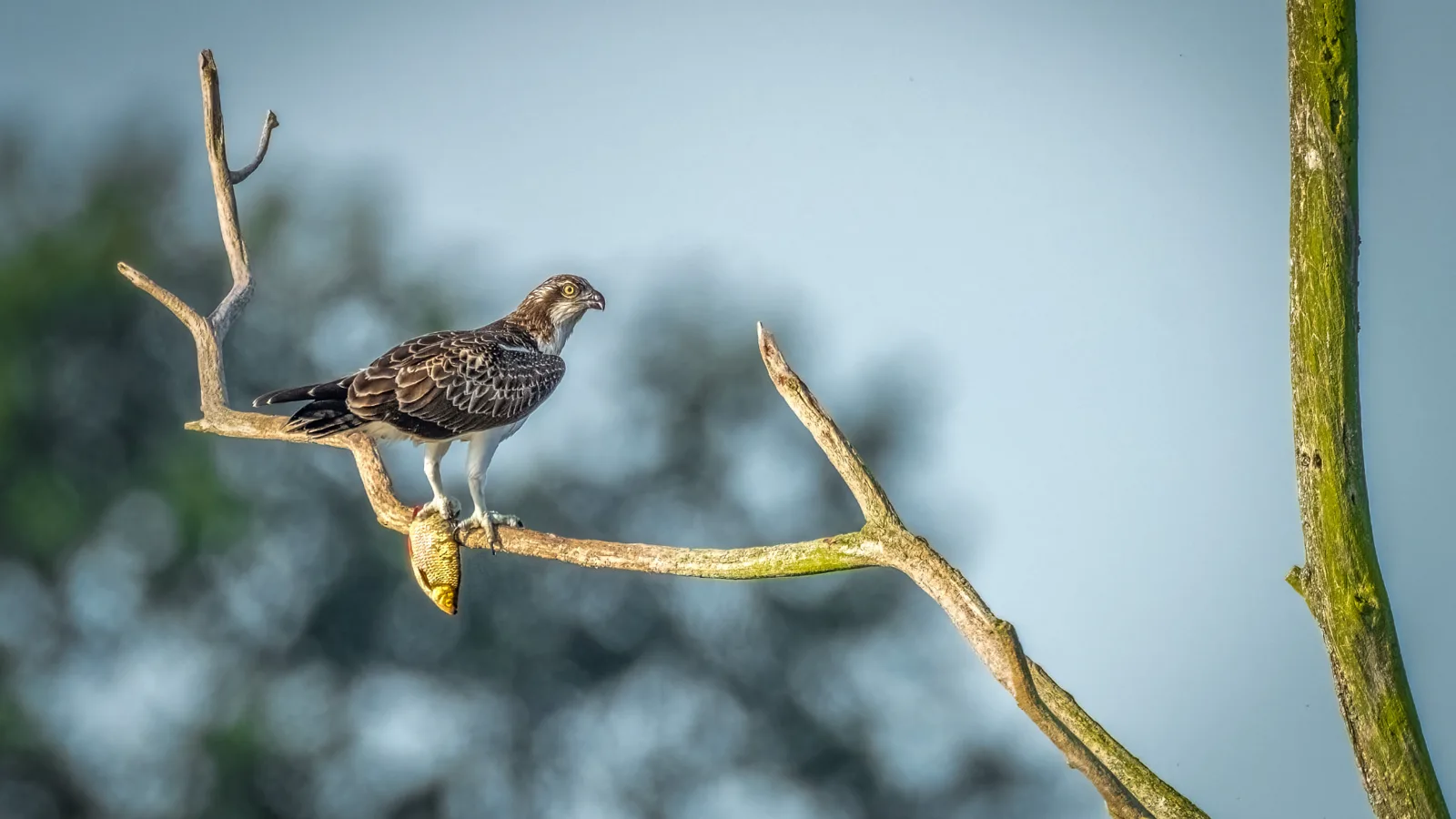 Osprey on a branch with a fish it has caught