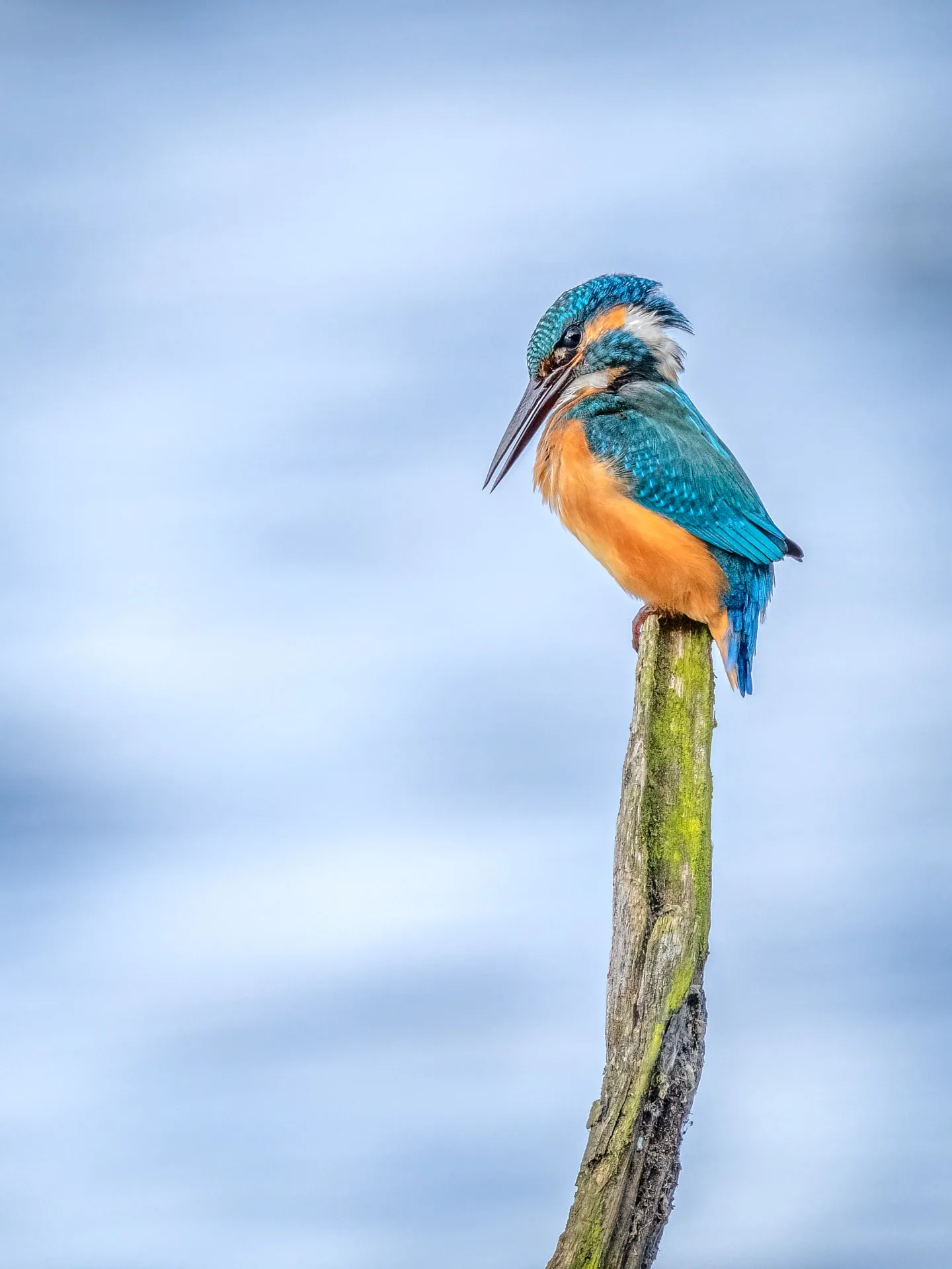 Kingfisher on a moss-covered post