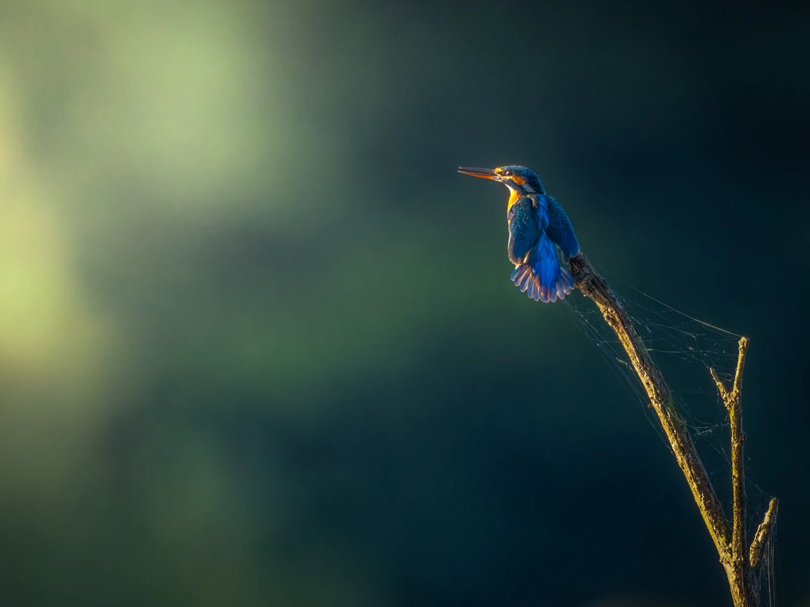 Eisvogel auf einem Ast im Gegenlicht, Spinnweben im Morgenlicht