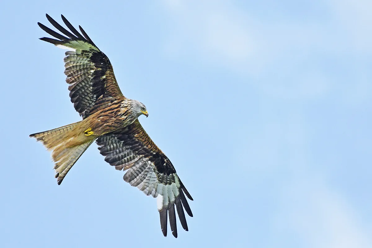 Red kite flying over the mown meadows of the Upper Rhinluch