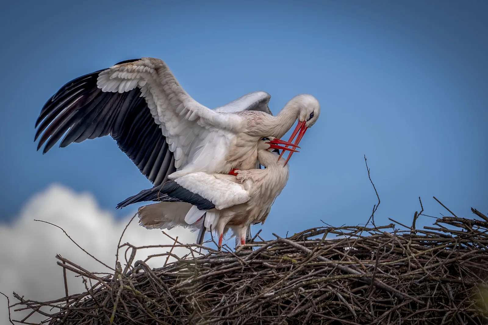 Two white storks on their nest