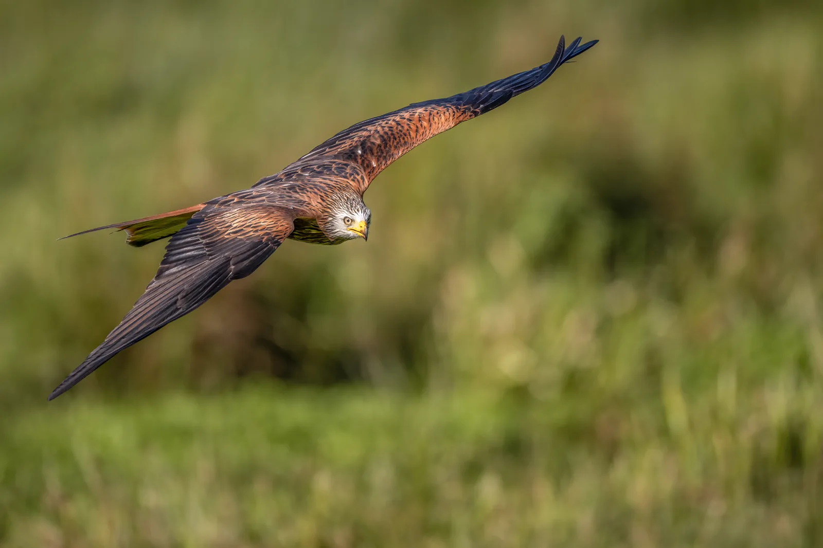 Red kite gliding over a green meadow