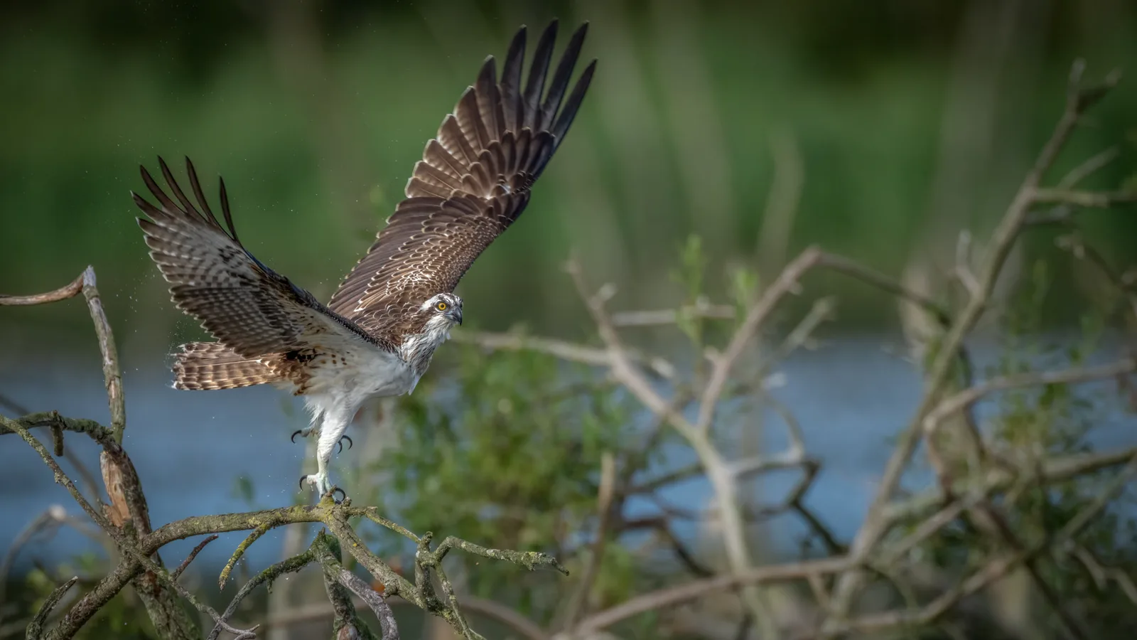 Osprey landing on a branch with wings spread