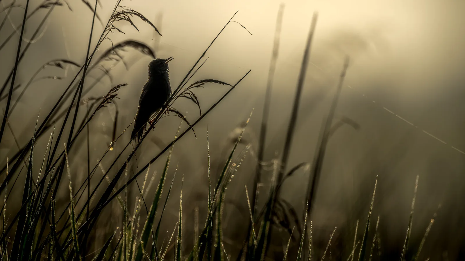 Savi’s warbler silhouetted against the light among reed stems