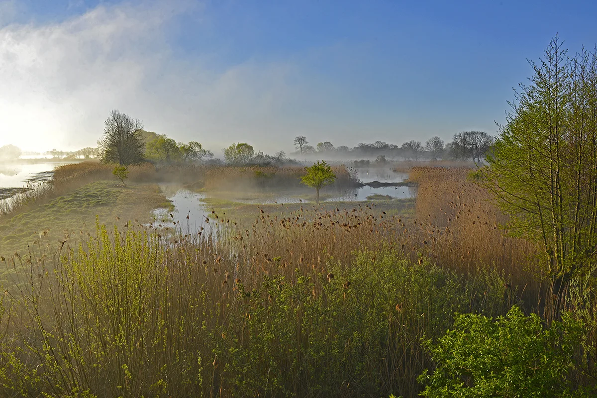 The Unkenteich pond in spring, with morning mist over reeds and water