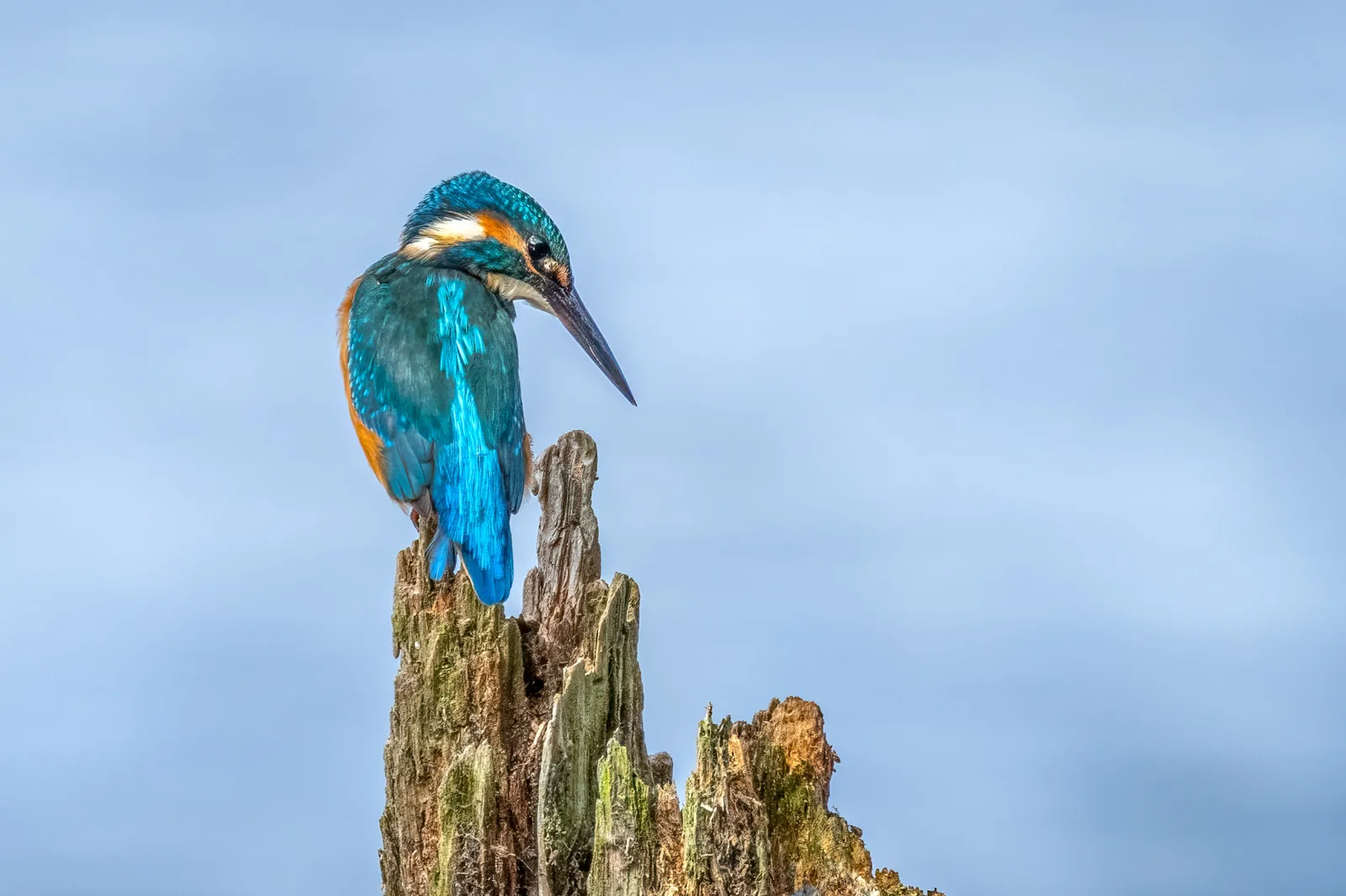 Kingfisher on a broken tree stump