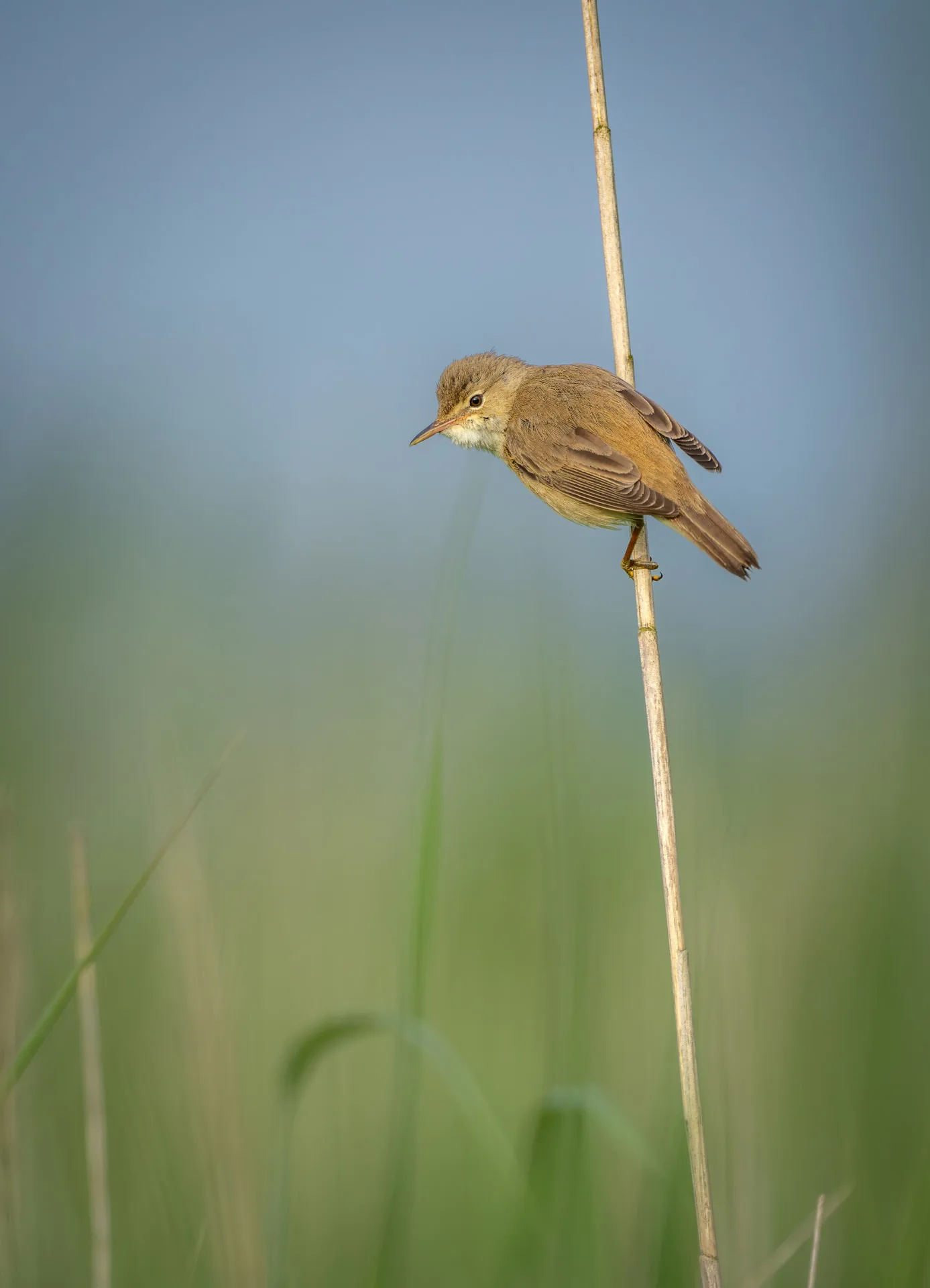 Reed warbler on a reed stem
