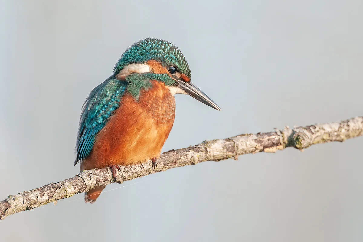 Kingfisher on a perch in Teichland Linum
