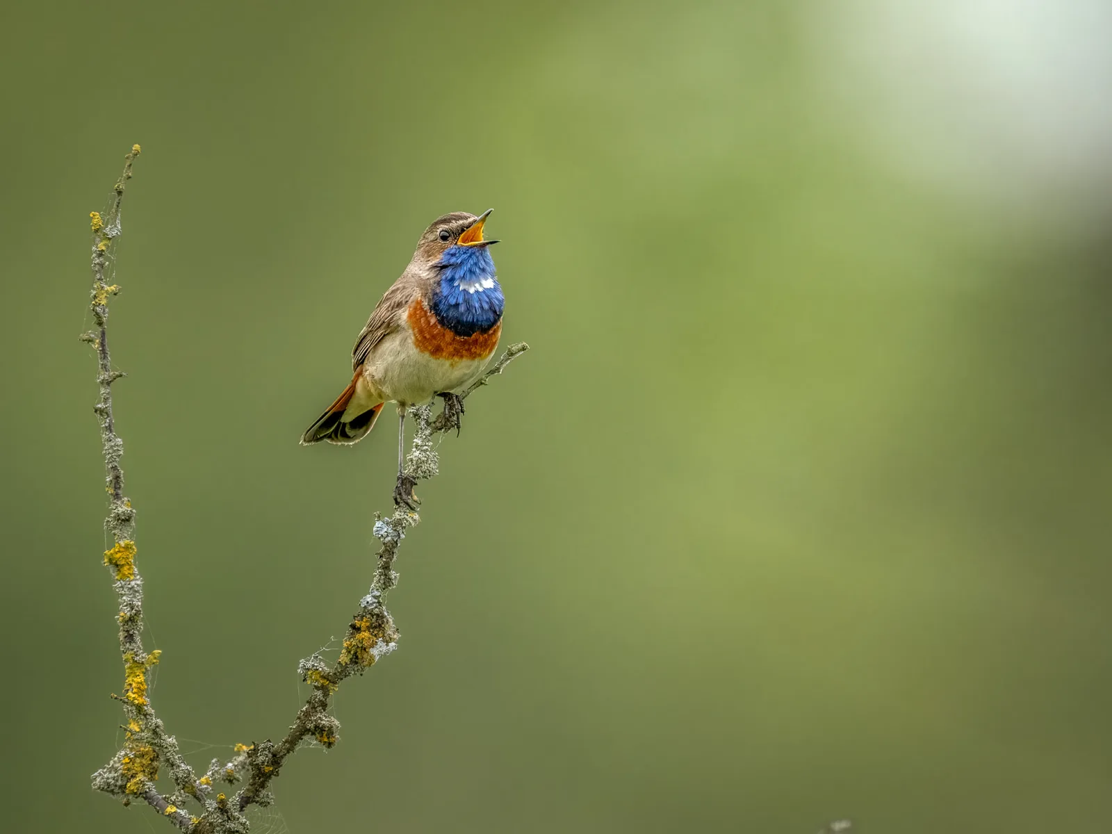 Singing bluethroat on a twig