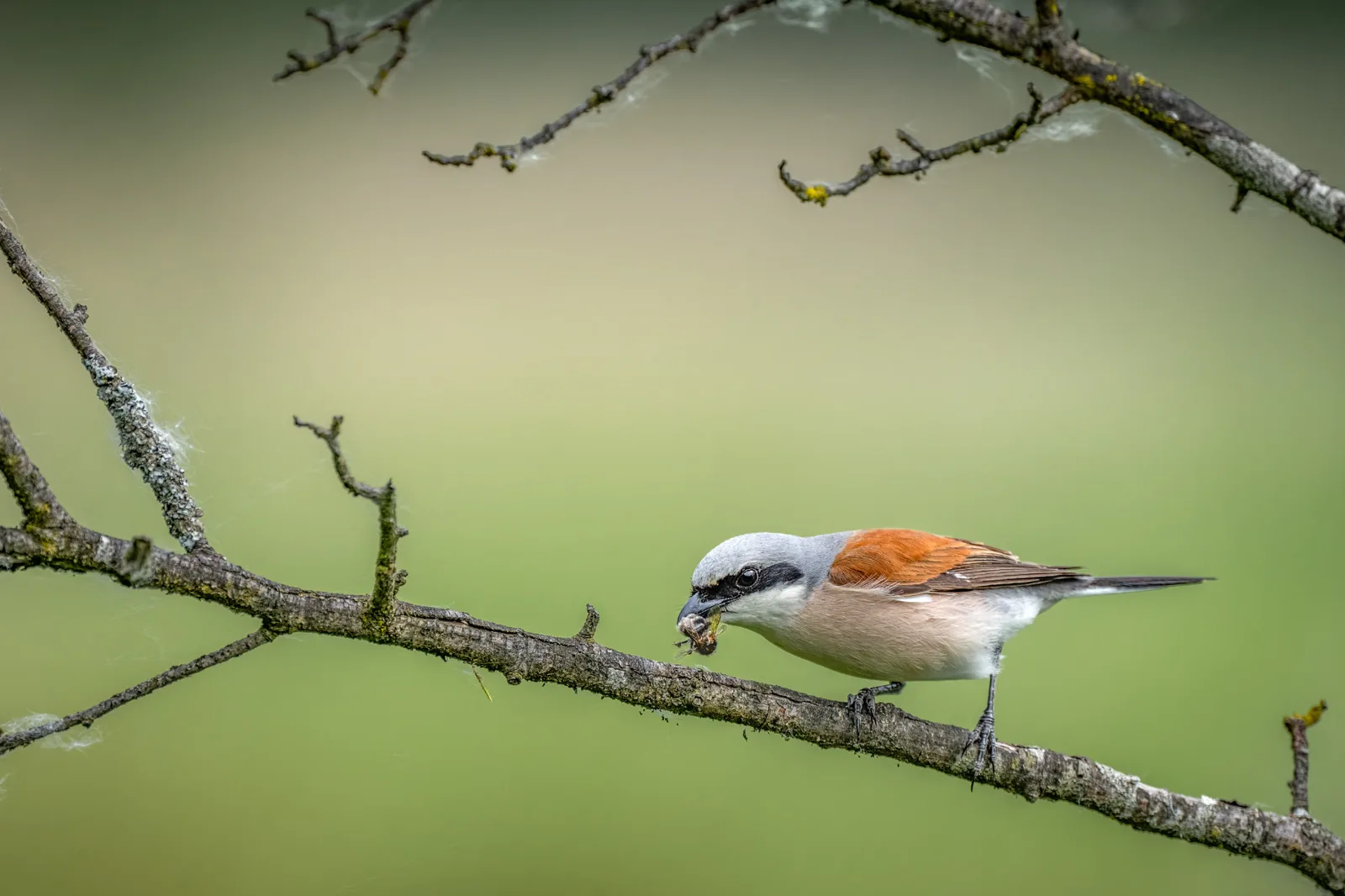 Red-backed shrike on a branch with prey in its beak