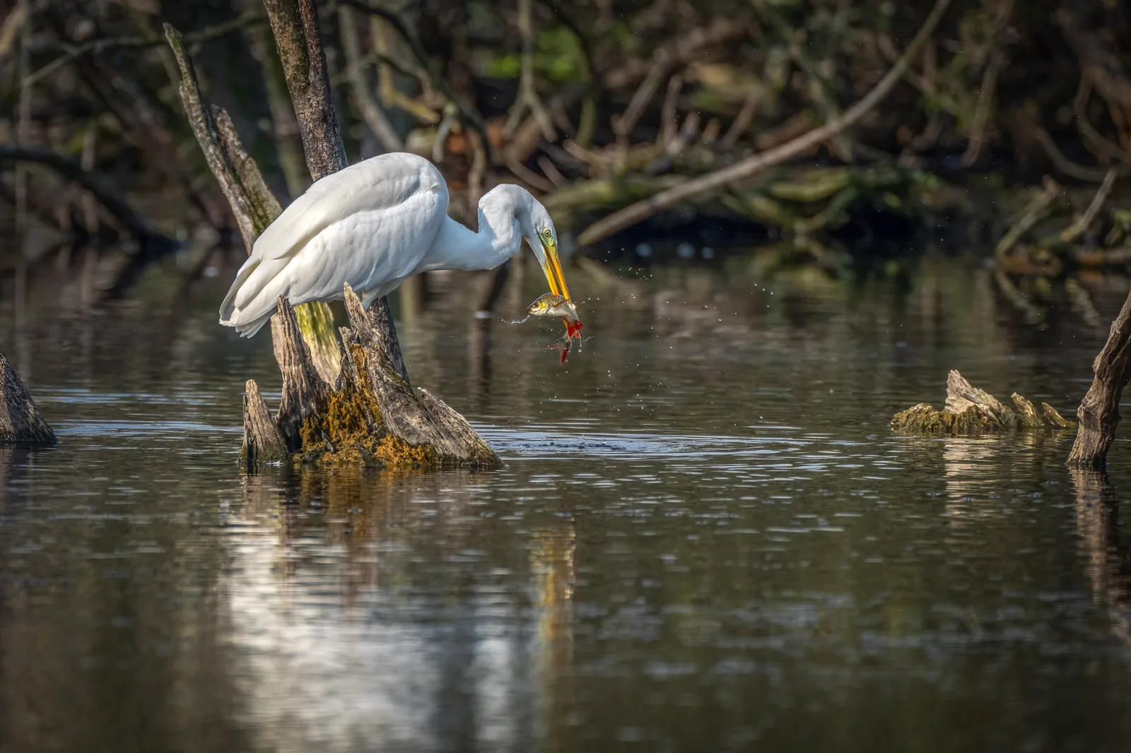 Great white egret in shallow water with a freshly caught fish in its beak