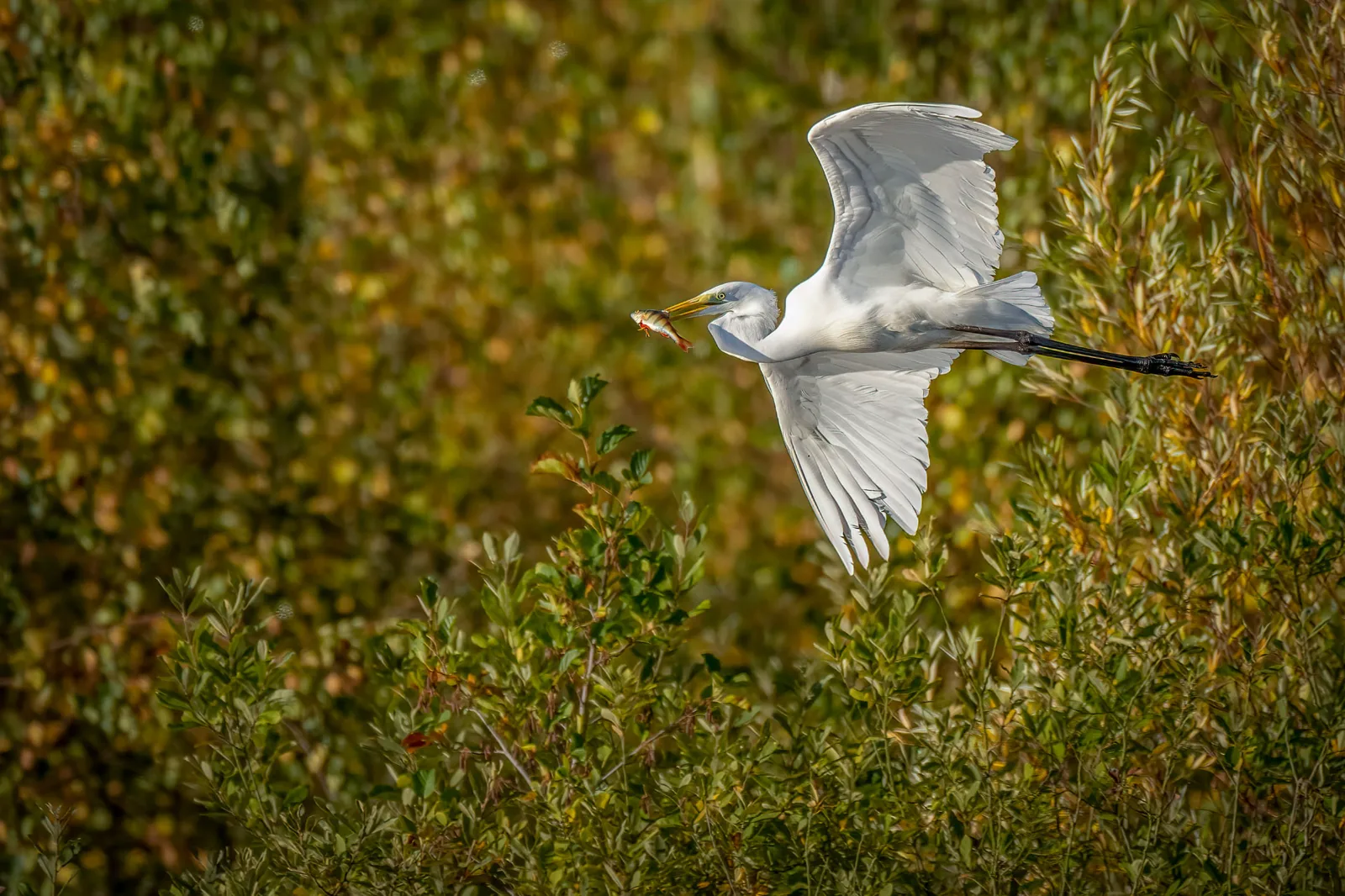 Great white egret flying over bankside scrub with a fish in its beak